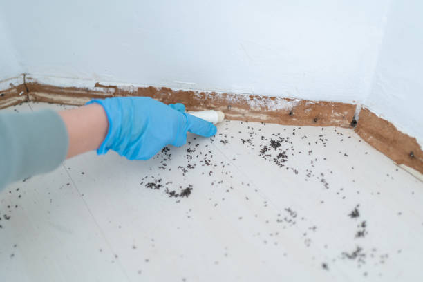 Best Termite Control Services  in Cisco, TX